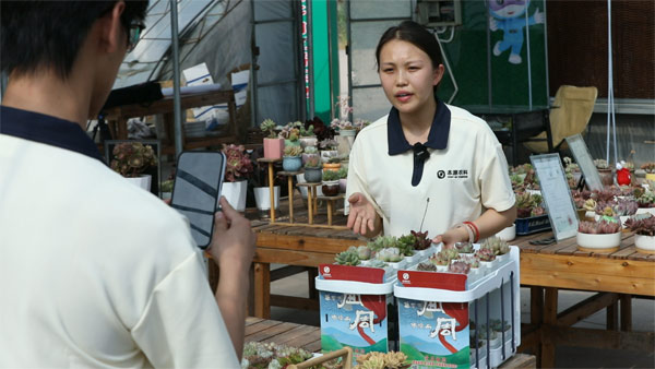 多肉成网购团宠,两消费趋势明显 多肉成网购团宠,两消费趋势明显