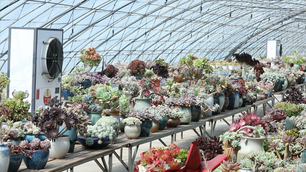 依托科技小院,这里成为华北地区最大的多肉植物基地 依托科技小院,这里成为华北地区最大的多肉植物基地