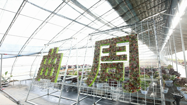 海归青年致富有方,特色产业带火家乡 海归青年致富有方,特色产业带火家乡