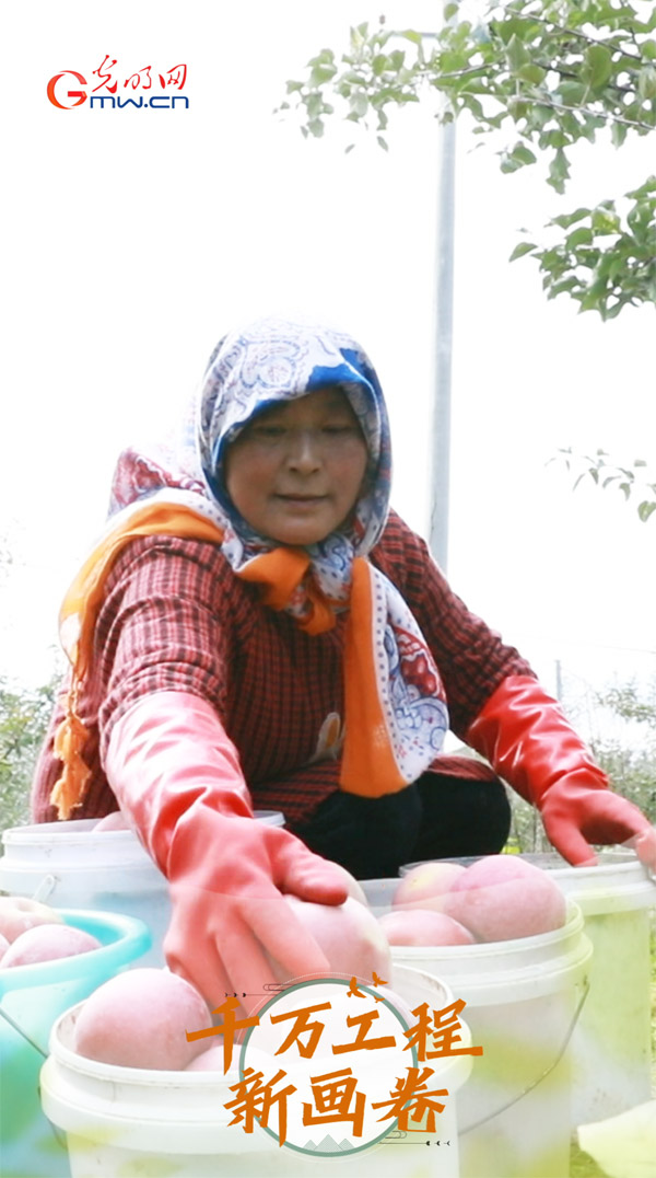 【科普60秒】苹果竟藏“逆龄基因”?免套袋技术不为人知的功效 【科普60秒】苹果竟藏“逆龄基因”?免套袋技术不为人知的功效