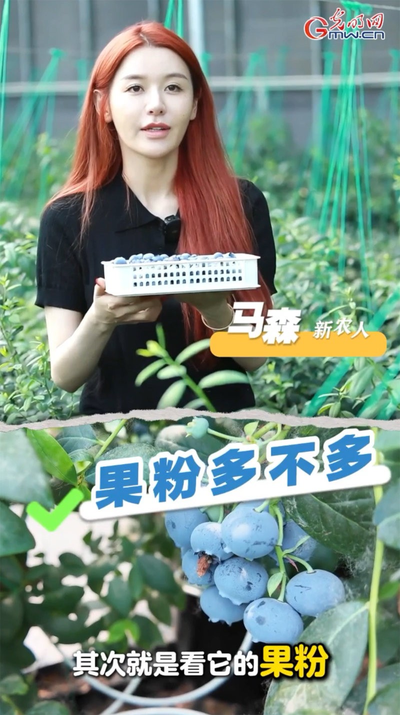 【新农人新“鲜”说】你吃的蓝莓新鲜吗？选购蓝莓不简单